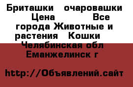 Бриташки - очаровашки.  › Цена ­ 3 000 - Все города Животные и растения » Кошки   . Челябинская обл.,Еманжелинск г.